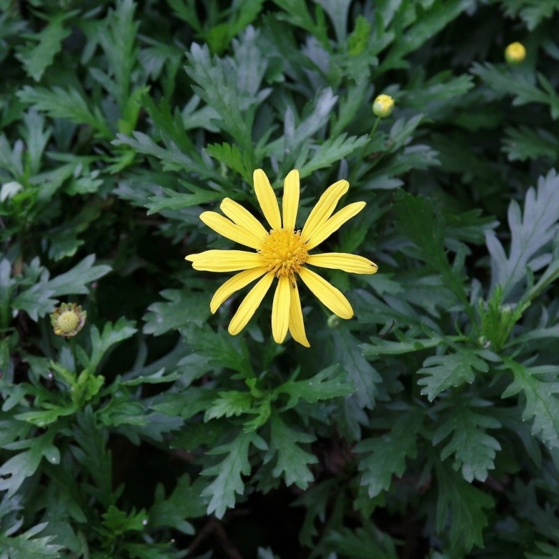 Euryops chrysanthemoides