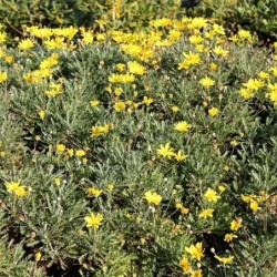 Euryops pectinatus