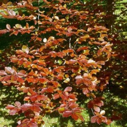 Fagus sylvatica