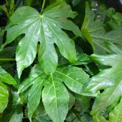 Fatsia japonica