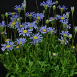 Felicia amelloides