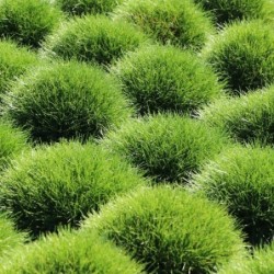 Festuca gautieri