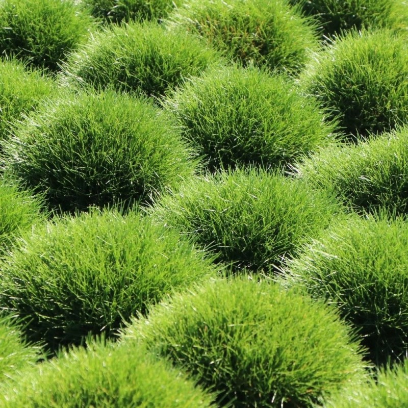 Festuca gautieri
