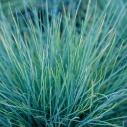 Festuca glauca