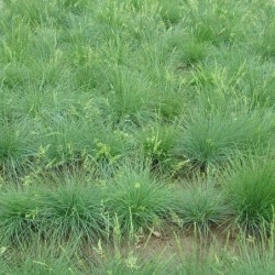 Festuca ovina