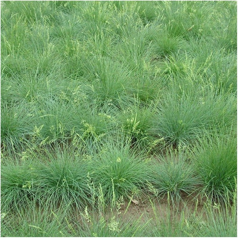 Festuca ovina