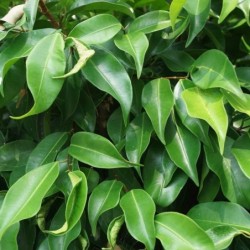 Ficus benjamina