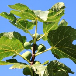 Ficus carica