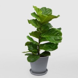 Ficus lyrata