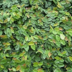 Ficus pumila