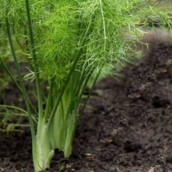 Foeniculum vulgare