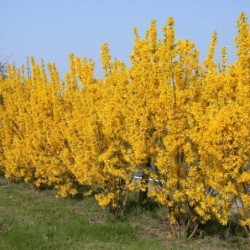 Forsythia intermedia 'Lynwood'