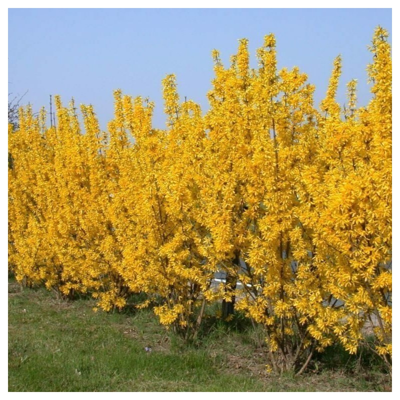 Forsythia intermedia 'Lynwood'