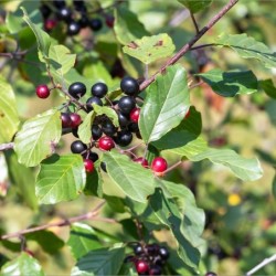 Frangula alnus