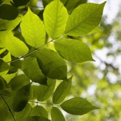 Fraxinus americana
