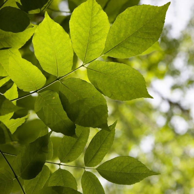 Fraxinus americana