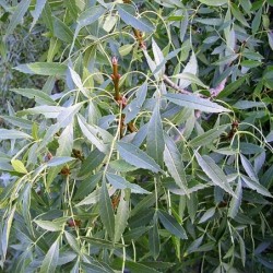 Fraxinus angustifolia