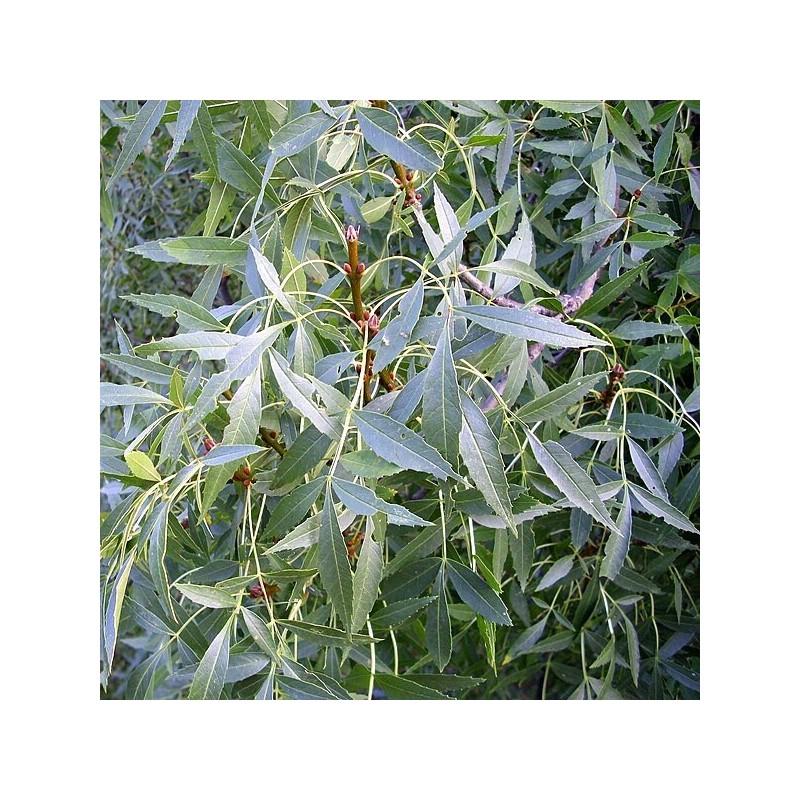 Fraxinus angustifolia