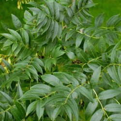 Fraxinus excelsior
