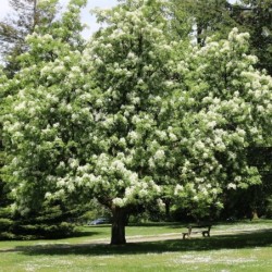 Fraxinus ornus