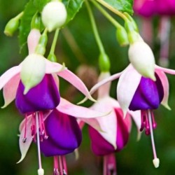 Fuchsia x hybrida