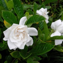 Gardenia jasminoides