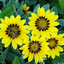 Gazania rigens
