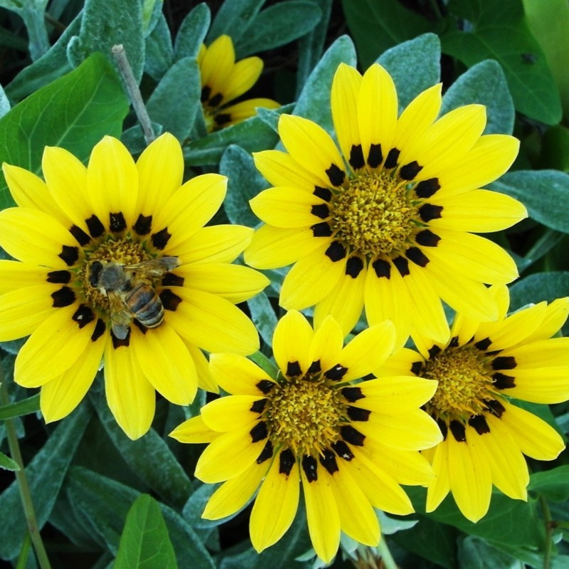 Gazania rigens