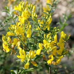 Genista triacanthos