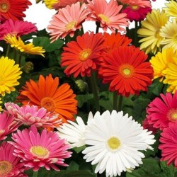 Gerbera jamesonii