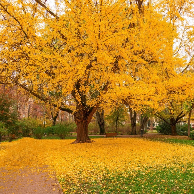 Ginkgo biloba