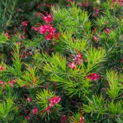 Grevillea juniperina