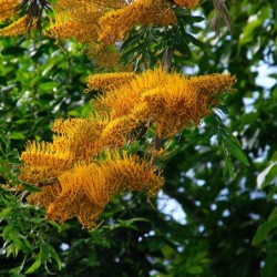 Grevillea robusta