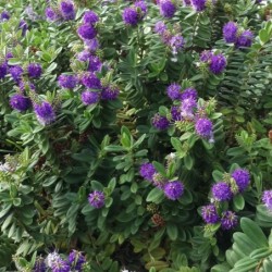 Hebe andersonii