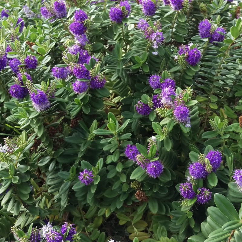 Hebe andersonii