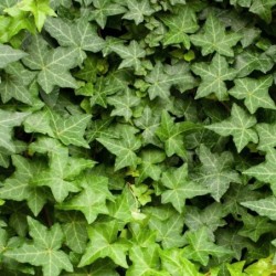 Hedera helix