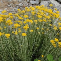 Helichrysum stoechas