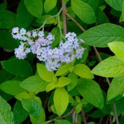 Heliotropium arborescens