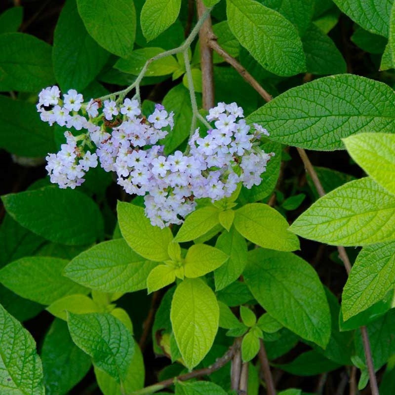 Heliotropium arborescens