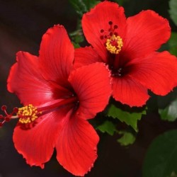 Hibiscus rosa-sinensis