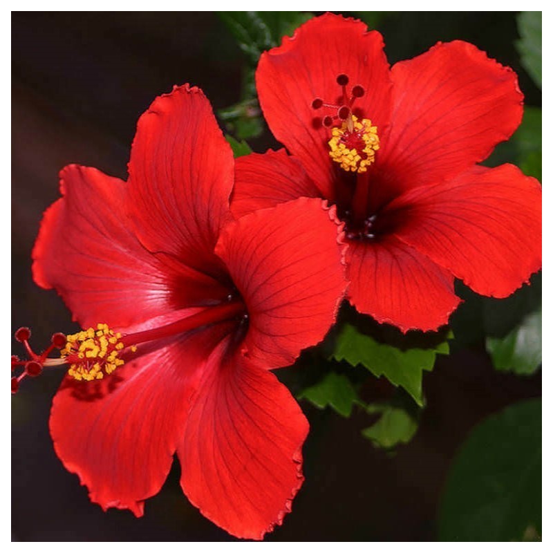 Hibiscus rosa-sinensis