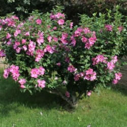 Hibiscus syriacus