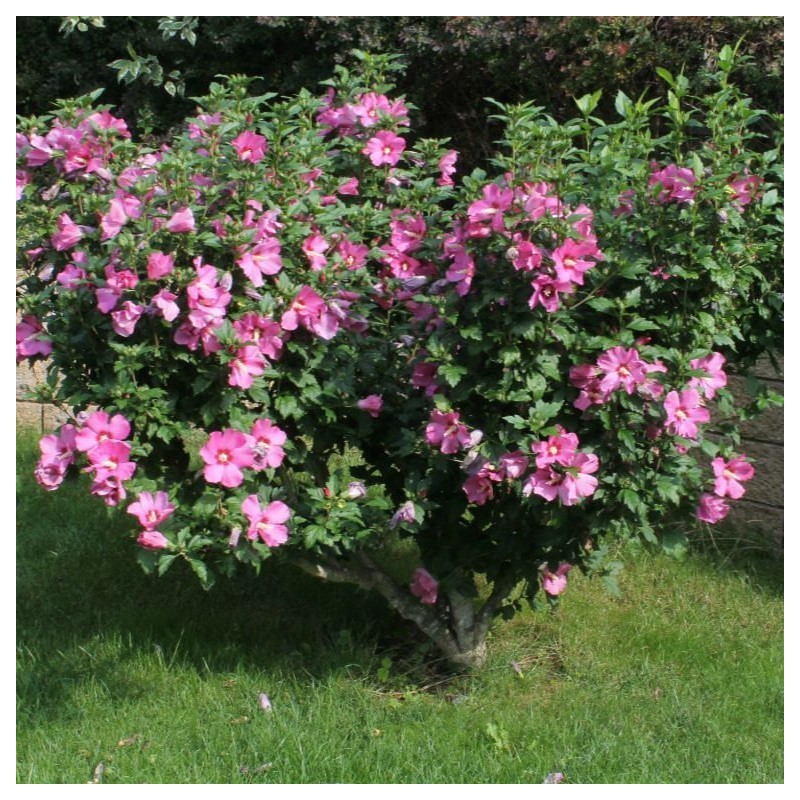 Hibiscus syriacus