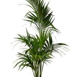 Howea forsteriana