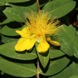 Hypericum calycinum