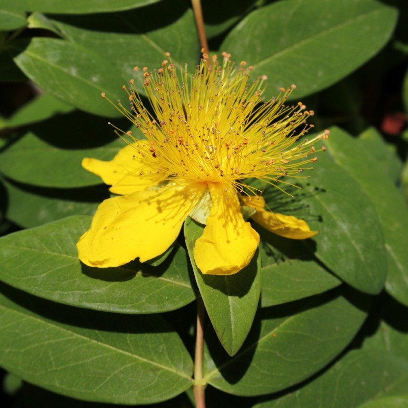 Hypericum calycinum