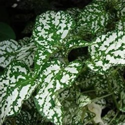 Hypoestes phyllostachya