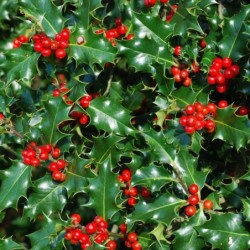 Ilex aquifolium