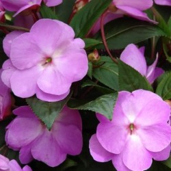 Impatiens 'New Guinea'