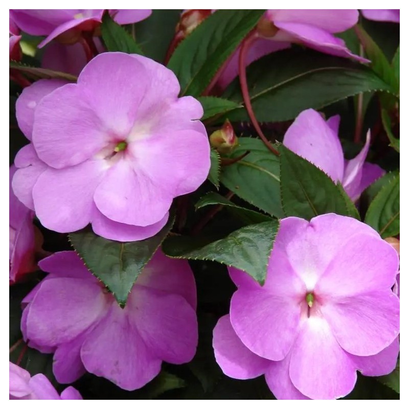 Impatiens 'New Guinea'